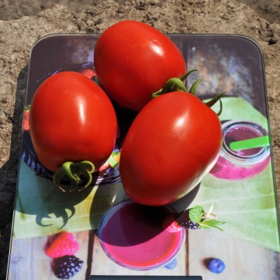 Семена томата Салерно F1 (1000 семян), Libra Seeds (Erste Zaden)